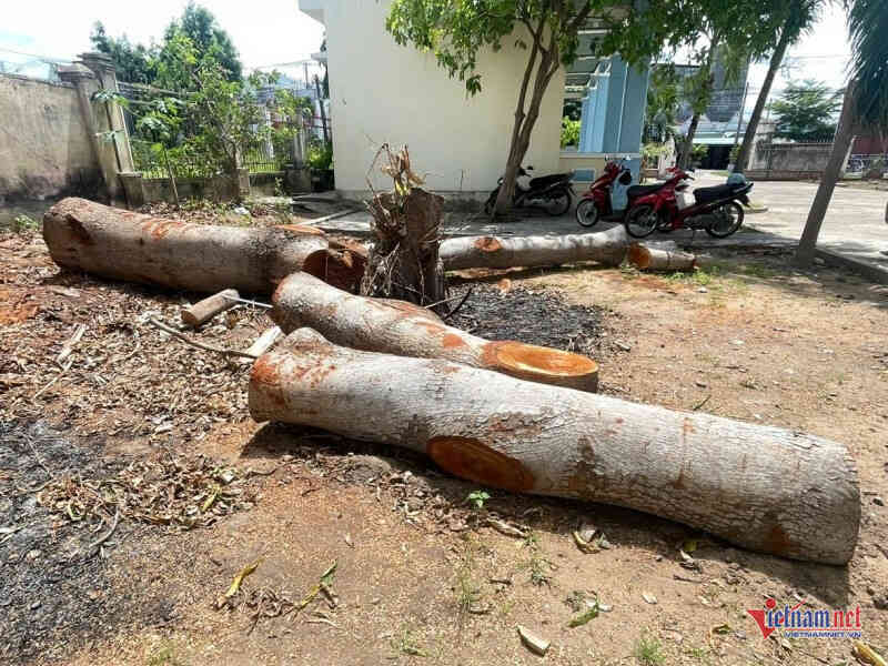 Nhiều cây xanh chục năm tuổi tại trụ sở phường bất ngờ bị chặt bán trước sáp nhập