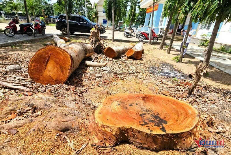 Vụ chặt cây chục năm tuổi trước sáp nhập: Chuyển cơ quan điều tra nếu có dấu hiệu vi phạm