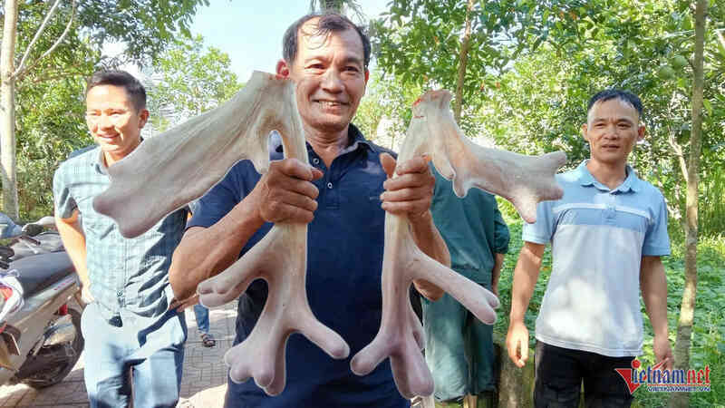 Cặp nhung hươu ‘đa chồi, nảy lộc’ giá hơn 45 triệu gây xôn xao