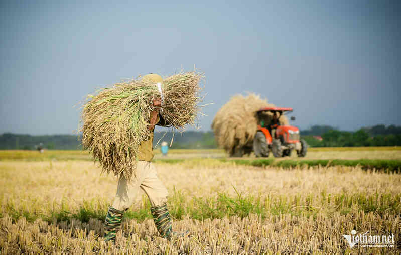 Đất nông nghiệp được miễn thuế tiếp 5 năm