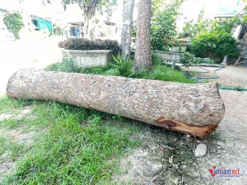 Vụ chặt cây trước sáp nhập: Chủ tịch phường mua khúc gỗ 1 triệu đồng