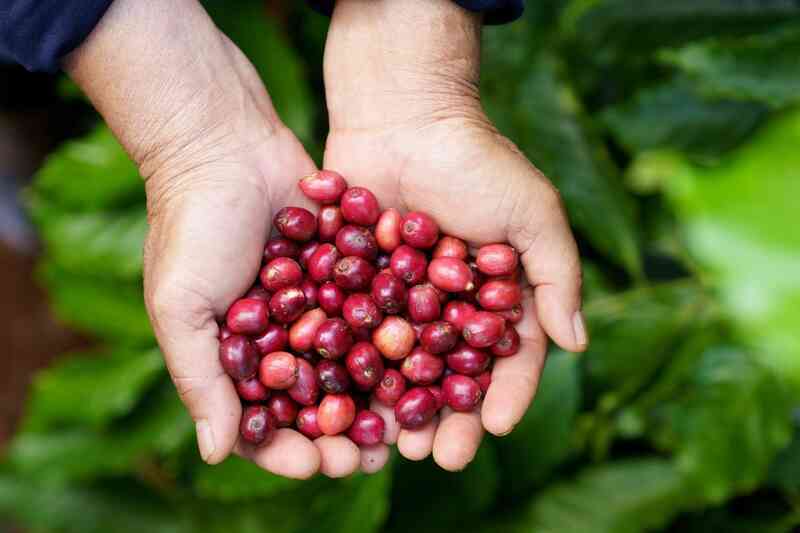 30 năm Nestlé đồng hành cùng người Việt trên hành trình phát triển bền vững