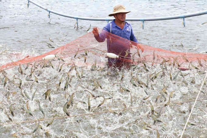 Bến Tre ứng dụng hiệu quả công nghệ cao vào nuôi tôm