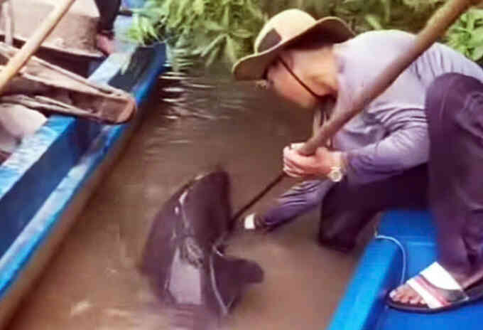 Người dân giải cứu cá heo bị chĩa sắt đâm