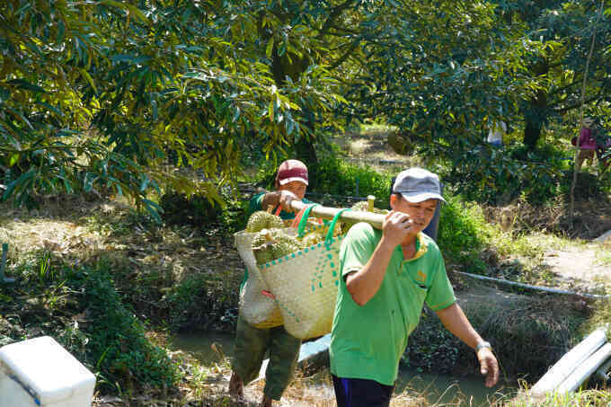 Thế khó của nông dân trồng sầu riêng ở miền Tây