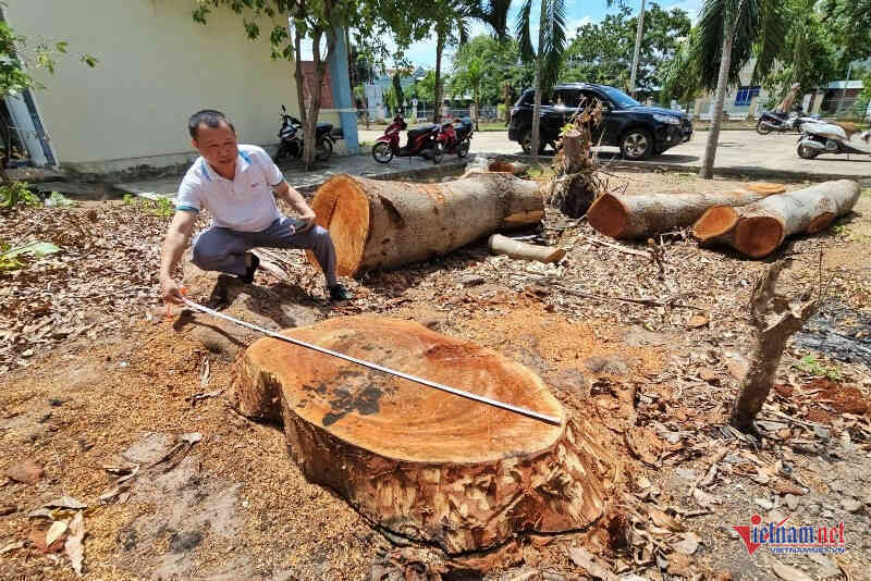 Vụ chặt bán cây xanh trong trụ sở trước khi sáp nhập: Tự ý cho chặt hạ, không đấu giá