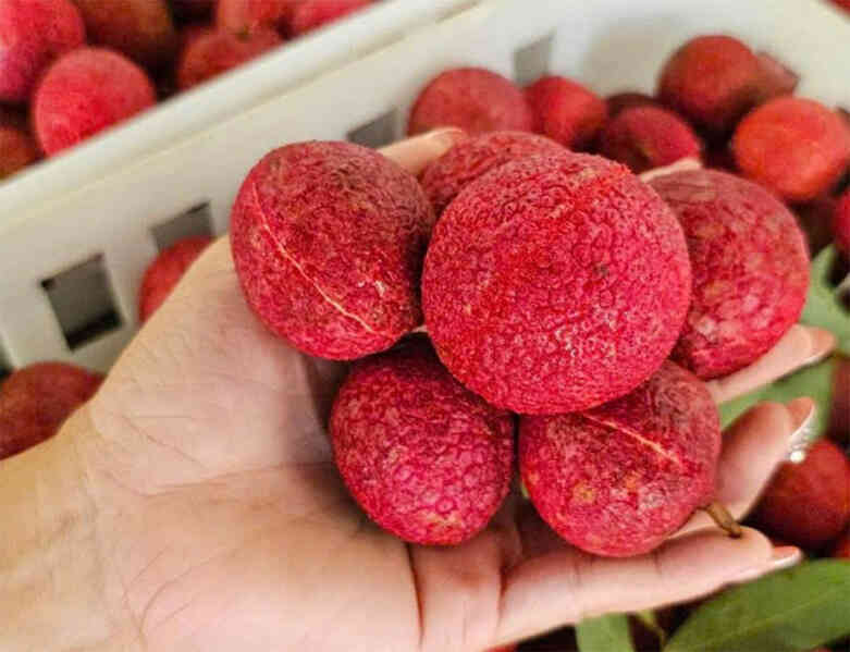 Hãi hùng dầu ăn cho người làm từ thức ăn chăn nuôi; xe máy số Honda hạ giá cả triệu đồng
