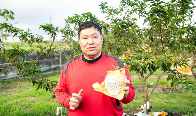 Tới xứ Đài thăm vùng trồng loại na thơm mùi dứa, 1 quả nặng cả cân