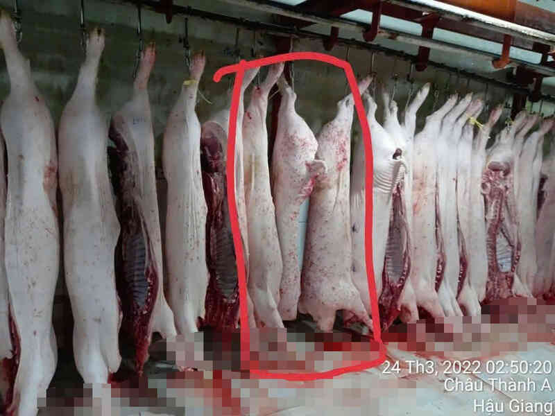 `Người tố C.P. Việt Nam` tung thêm hình ảnh heo đầy đốm lạ: Hé lộ nơi chụp