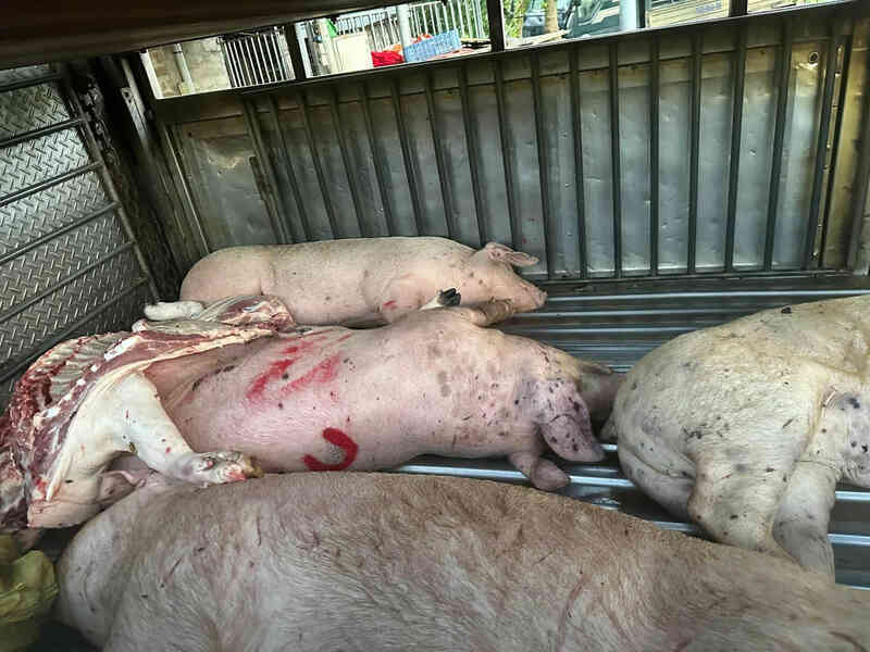 Heo bệnh buộc phải tiêu hủy, người chăn nuôi được hỗ trợ 40.000 đồng/kg hơi