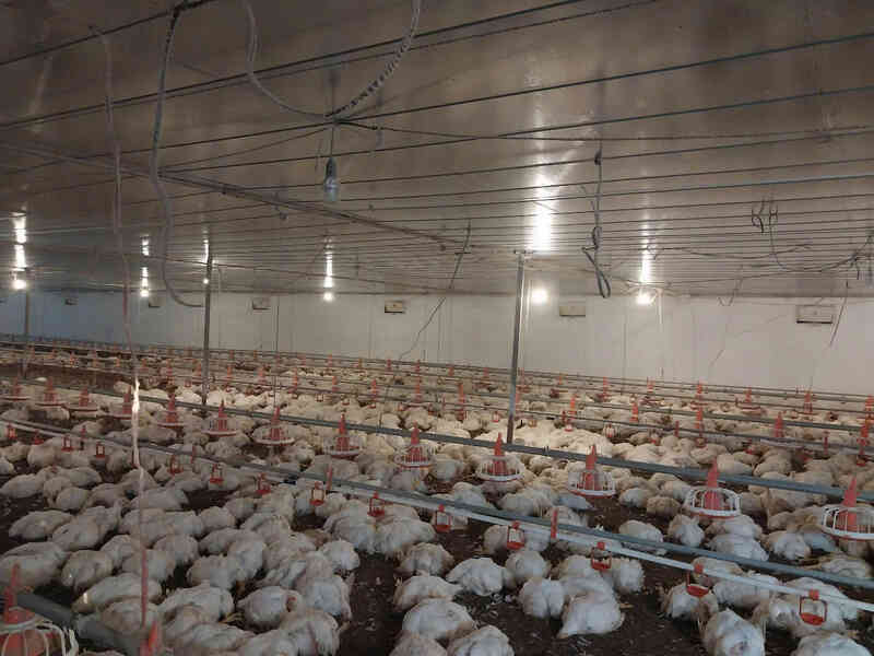 10.000 con gà đột ngột chết ngạt, trăm người giúp chủ trại làm thịt