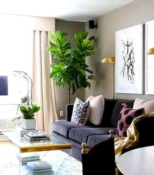 Đặt đúng 4 chậu cây này khiến nhà rộng bất ngờ mà không cần đập phá