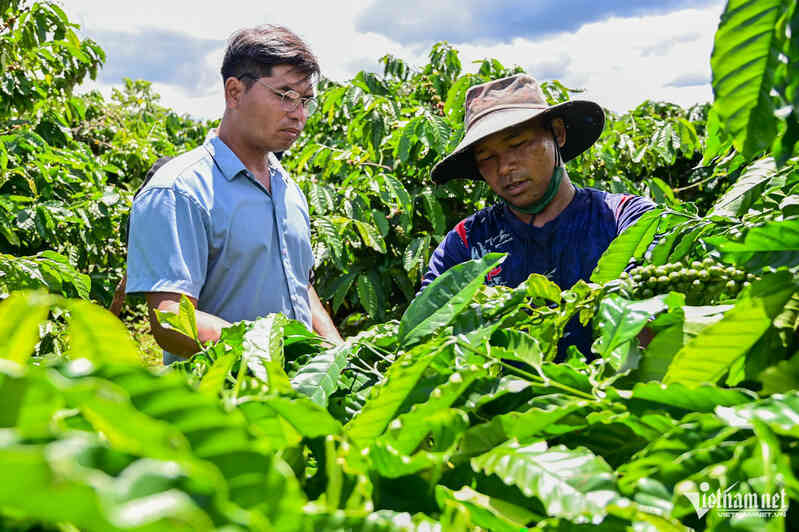 Chỉ mất 6 tháng, cà phê Việt đã làm được điều chưa từng có