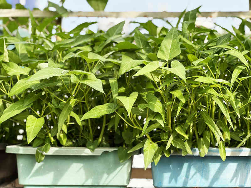 Điều gì xảy ra với cơ thể khi bạn ăn rau muống mỗi ngày?