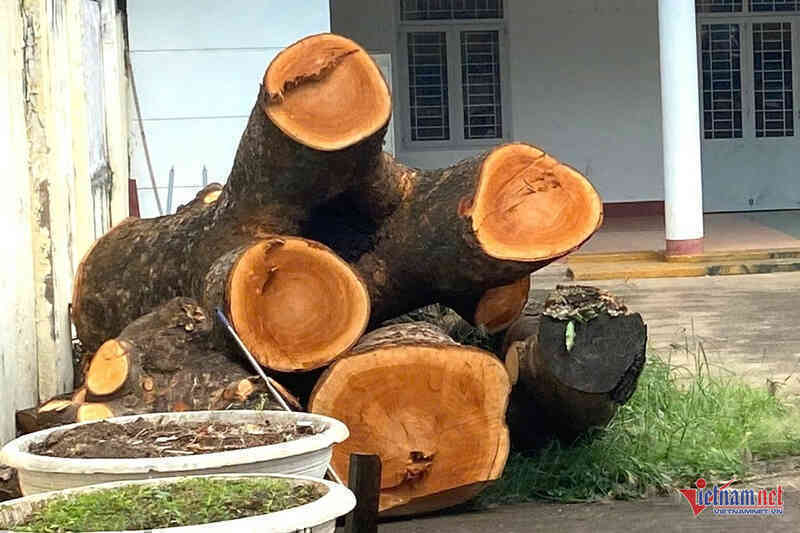Yêu cầu báo cáo vụ 2 cây xà cừ bị cắt hạ trong trụ sở Công an phường