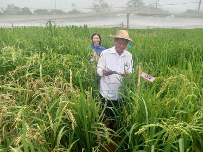 Kỹ sư gìn giữ 40 giống lúa mùa quý hiếm