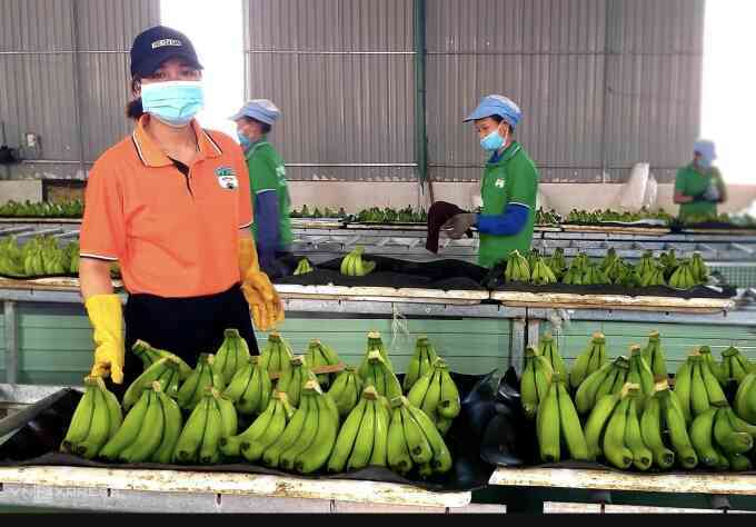 Xuất khẩu chuối, chanh dây kỳ vọng đạt tỷ USD