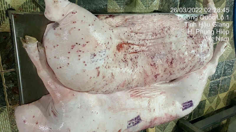 C.P. Việt Nam lên tiếng về 2 mảnh thân thịt heo nghi nhiễm bệnh gửi trên nhóm Zalo