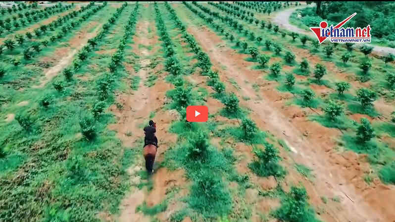 Trang trại 