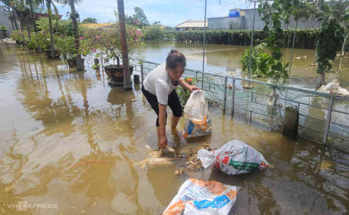 Trắng tay vì nước lũ nhấn chìm trang trại