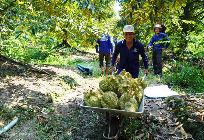 Xuất khẩu sầu riêng sang Trung Quốc phục hồi mạnh