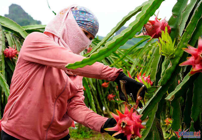 Xuất khẩu thanh long và hồ tiêu ách tắc, Thủ tướng Chính phủ chỉ đạo xử lý ngay
