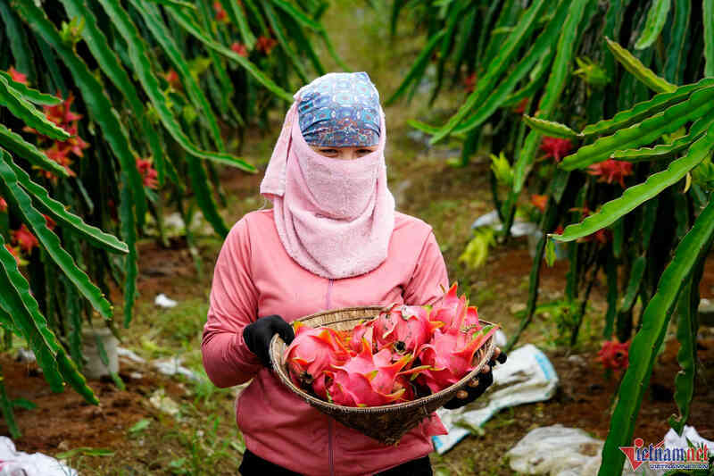 Thông tin mới về tình hình xuất khẩu thanh long sau chỉ đạo của Thủ tướng