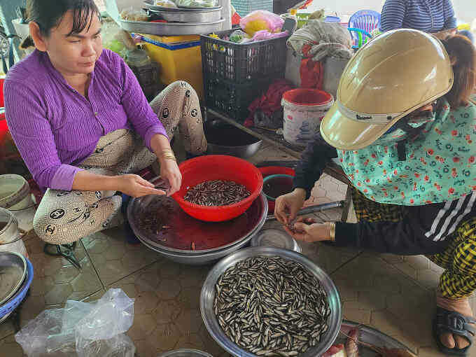 Cá linh đầu mùa 200.000 đồng một kg