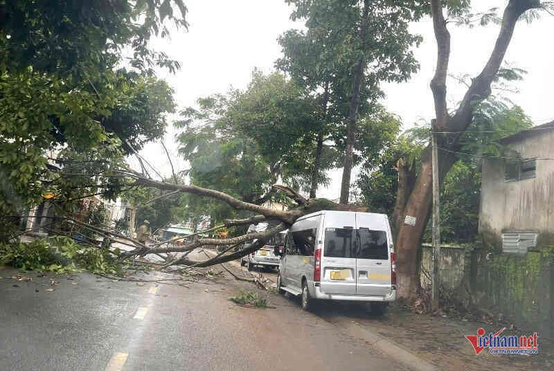 Cây phượng 30 năm tuổi bỗng nhiên gãy ngang đè móp xe ô tô