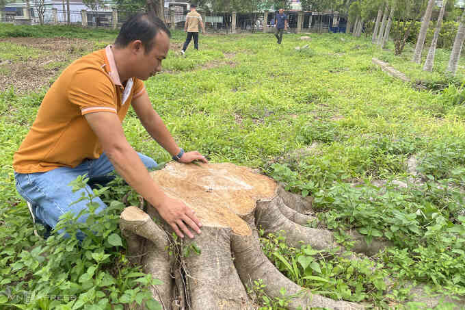 Xã tự ý chặt bán 17 cây xanh trong khuôn viên trụ sở