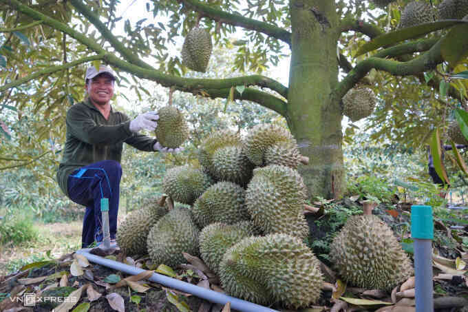Xuất khẩu rau quả phục hồi