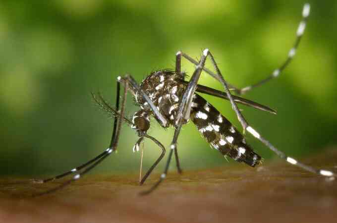 Cảnh báo virus phá hủy nội tạng tăng ở một số nước châu Âu