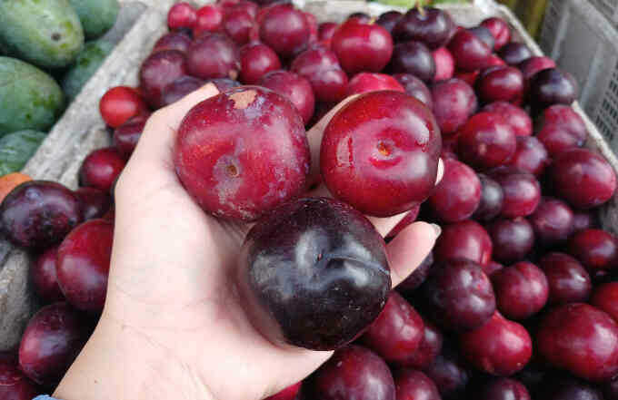 Mận Cherry Trung Quốc giá 