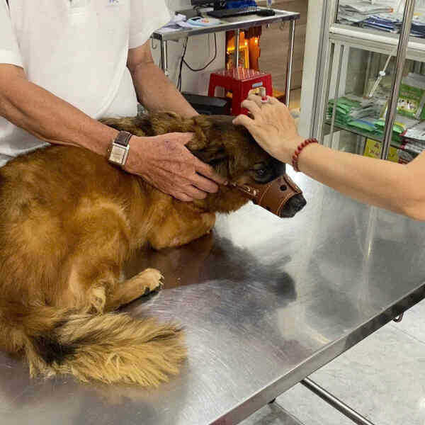 Mất ăn mất ngủ khi thú cưng cắn người