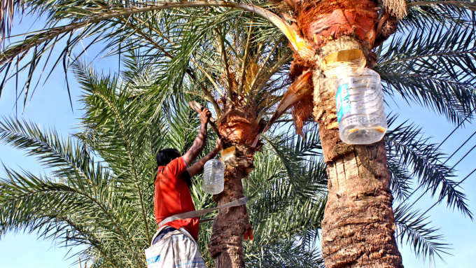 `Cocktail tử thần` từ mật cây chà là