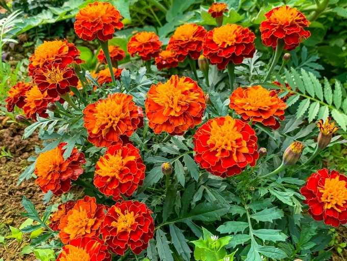 Cúc vạn thọ có thể dùng làm thuốc trị ho không?