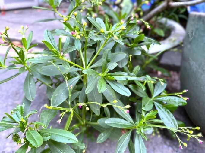 Ăn rau lá sâm đất có giúp bổ gan?