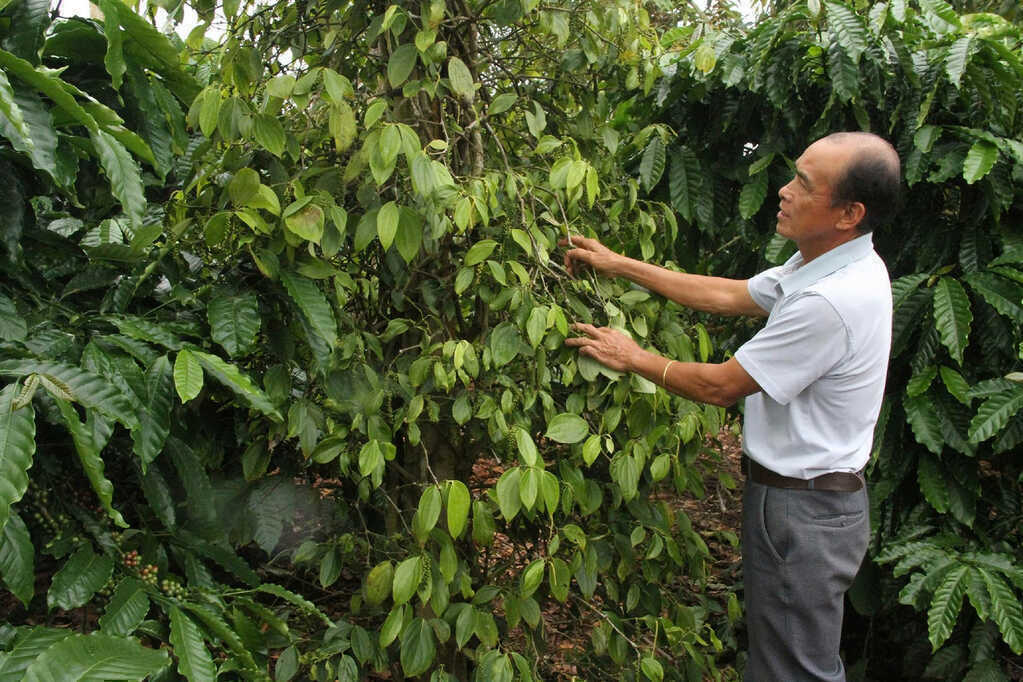 Làng “tỷ phú” giữa lòng cao nguyên