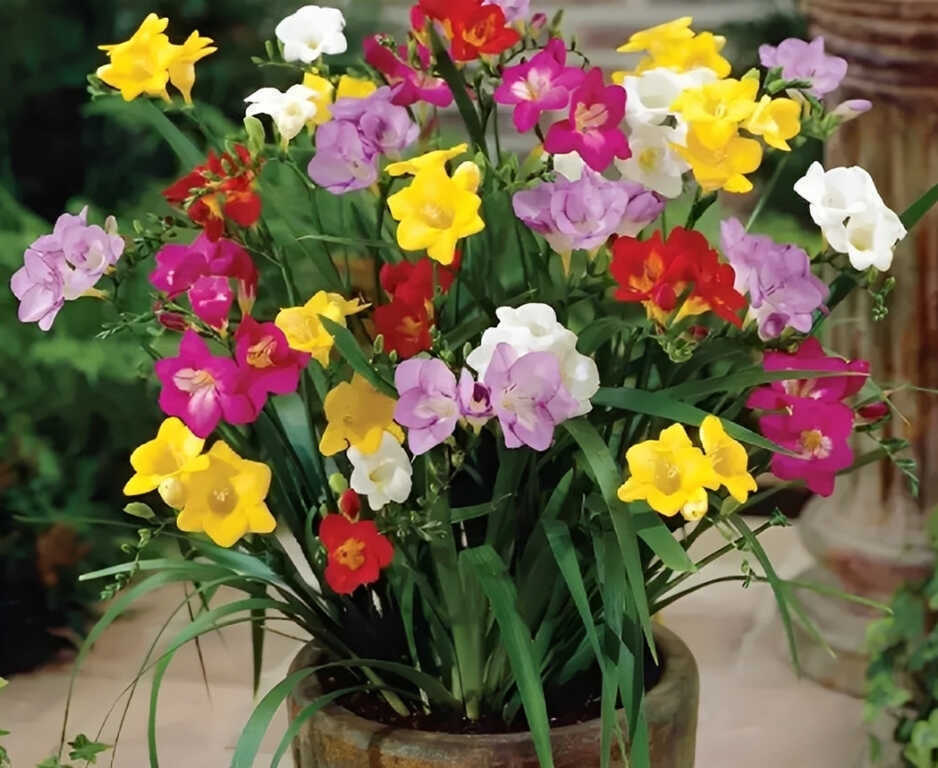 Loài hoa nhỏ đang xuất hiện ngày càng nhiều trong nhà phố, căn hộ cao cấp