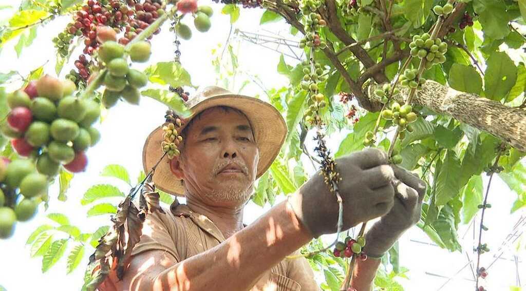 Doanh nghiệp nông sản gấp rút chạy đua trước thềm Lệnh 280 của Trung Quốc