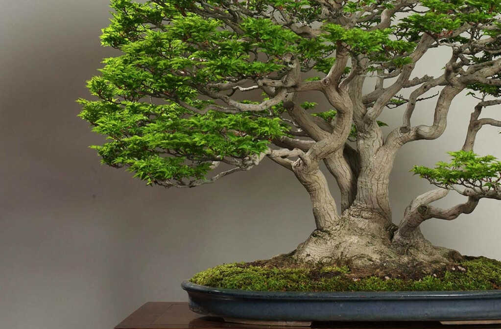 4 chậu bonsai nhỏ xinh vừa làm cảnh vừa hút tài lộc cho căn hộ