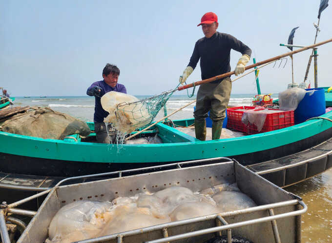 Ngư dân trúng đậm sứa biển