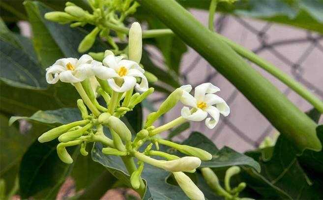Uống nước hoa đu đủ để tiêu khối u?