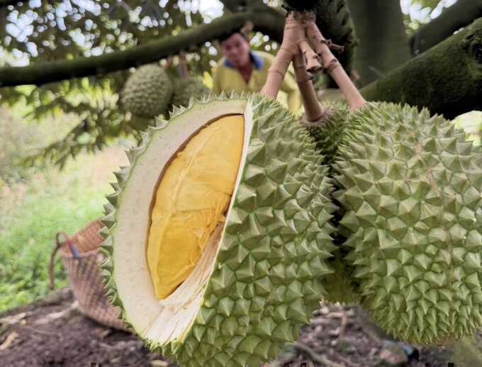 Giá sầu riêng lao dốc
