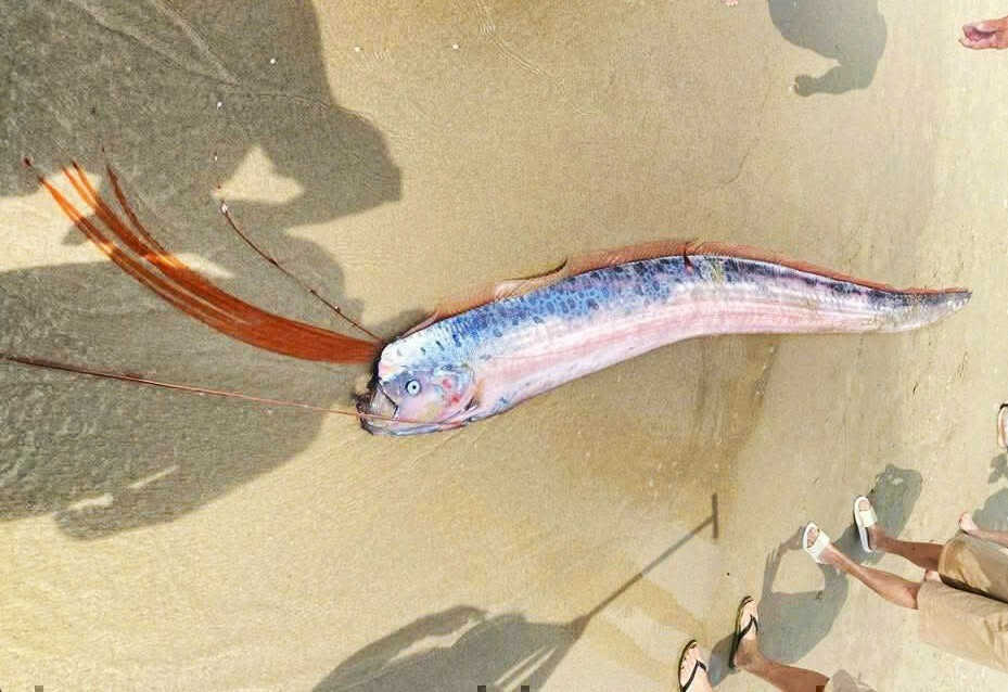 Cá hố rồng dạt vào bờ biển Đà Nẵng