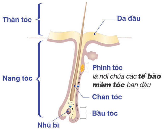 Vì sao tóc dễ rụng khi trời nồm ẩm?