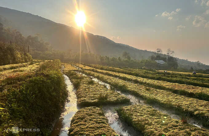 Trồng rêu trên núi cao hơn 2.000 m ở Y Tý
