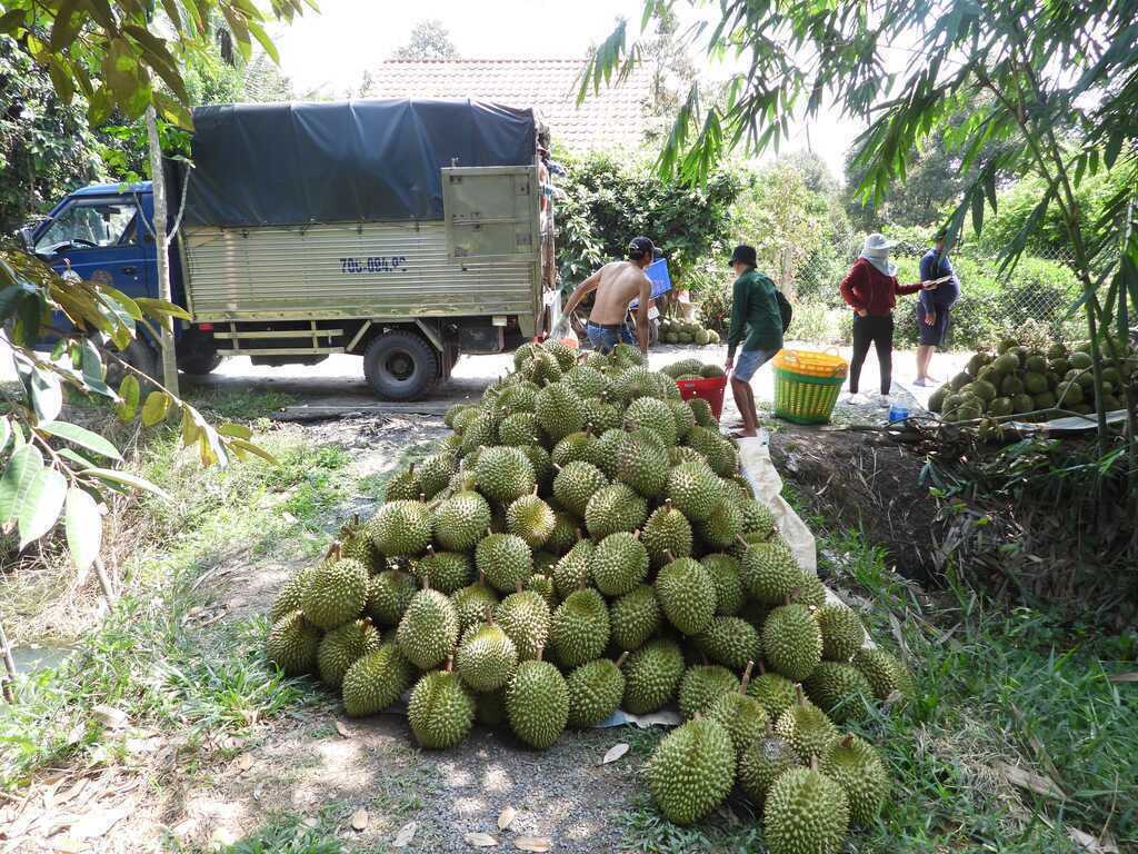 Xuất khẩu sầu riêng tăng bằng lần, giá Musang King giảm nhiệt