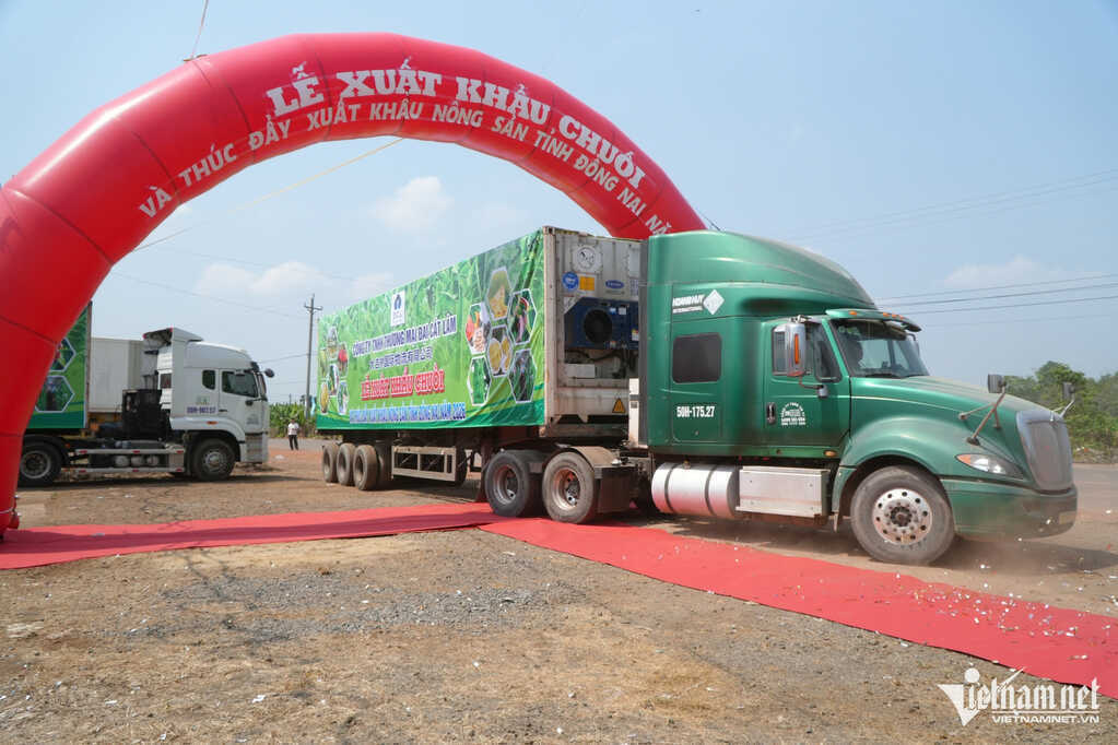 220 tấn chuối xuất ngoại một ngày, Đồng Nai dồn lực vào thị trường tỷ dân