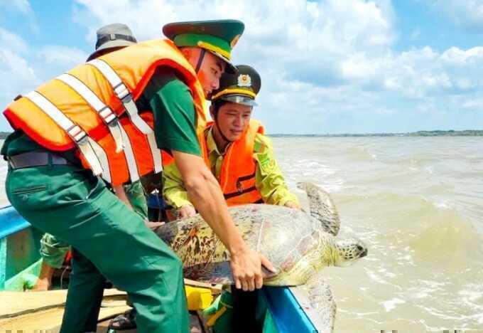 Thả rùa biển hơn 60 kg về tự nhiên